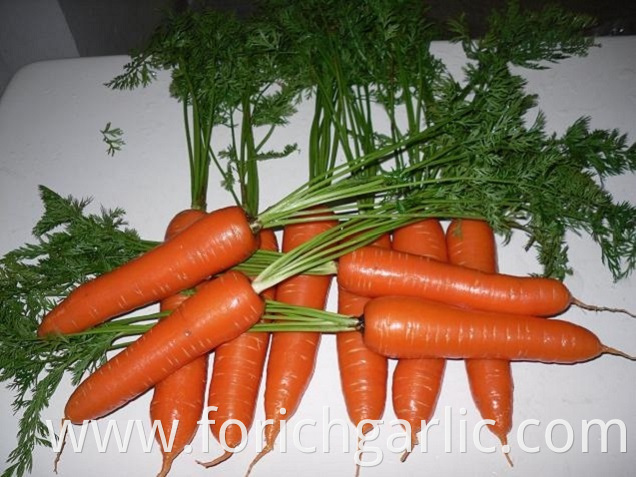 Fresh Carrot